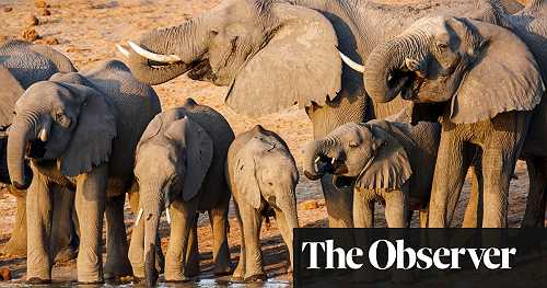 New oilfield in African wilderness threatens lives of 130,000 elephants