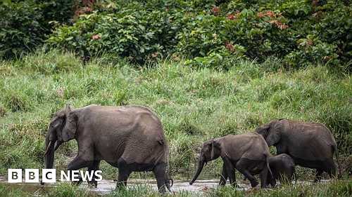 Gabon is first African country paid to protect its rainforest