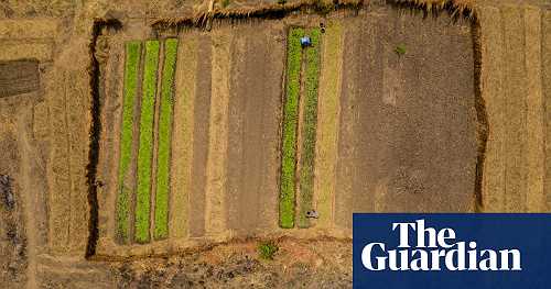 UK tobacco firms fail in bid to have Malawi child labour case struck out