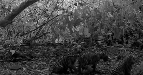 3 endangered tiger cubs caught on camera in Thai national park for first time