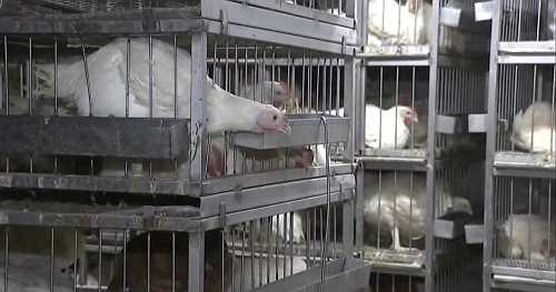 Live poultry markets shuttered after bird flu detected in New York City