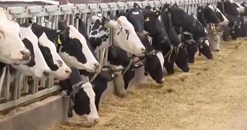 New bird flu strain in cows spreads to Nevada dairy worker