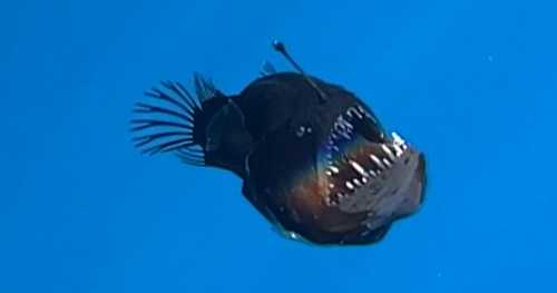 Rare deep-sea anglerfish spotted on ocean's surface for first time
