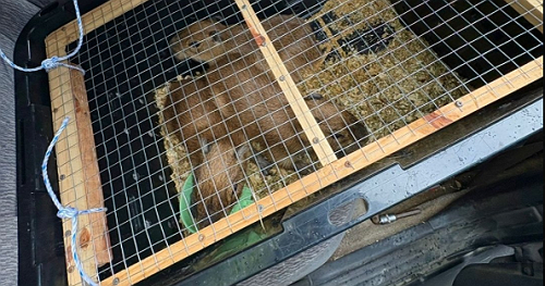 Police chase in Costa Rica ends with seizure of cocaine, marijuana, knives — and 5 massive swimming rodents