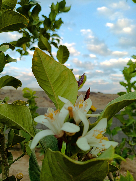 ك:من أدب القضايا التي تُبقيه في مكتبة شرعية عامة...