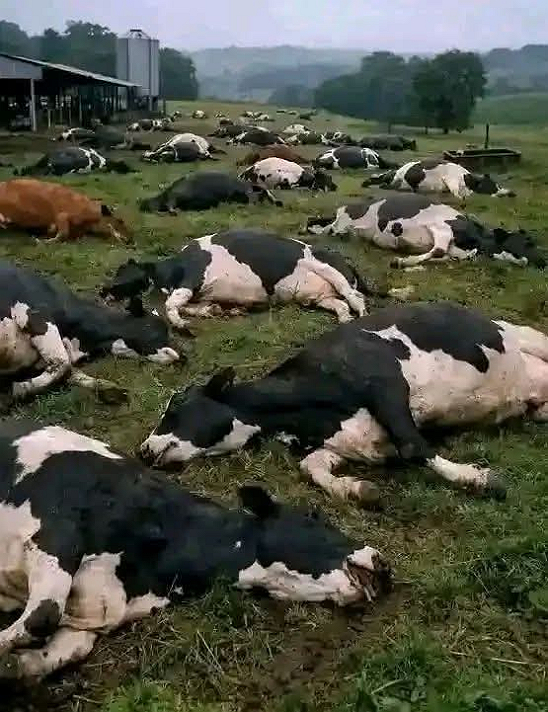 𝗧𝗵𝗶𝘀 𝗳𝗮𝗿𝗺𝗲𝗿 𝗹𝗼𝘀𝘁 57 𝗰𝗼𝘄𝘀 𝘁𝗵𝗶𝘀...